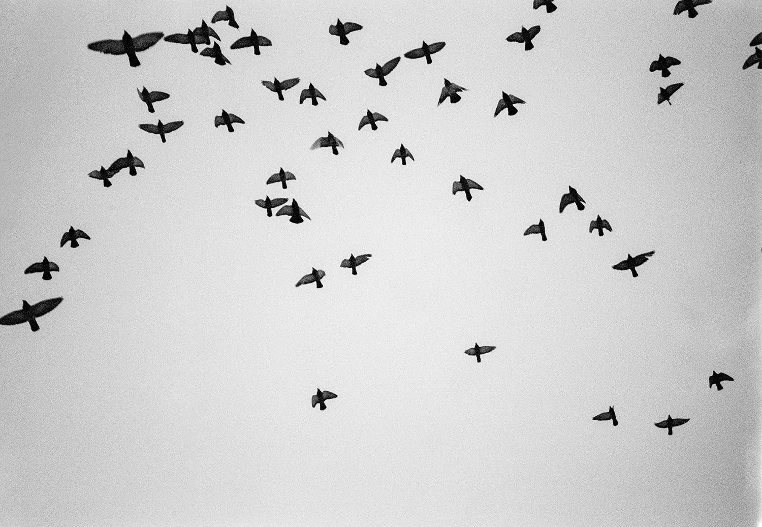 film-birds-maine.jpg