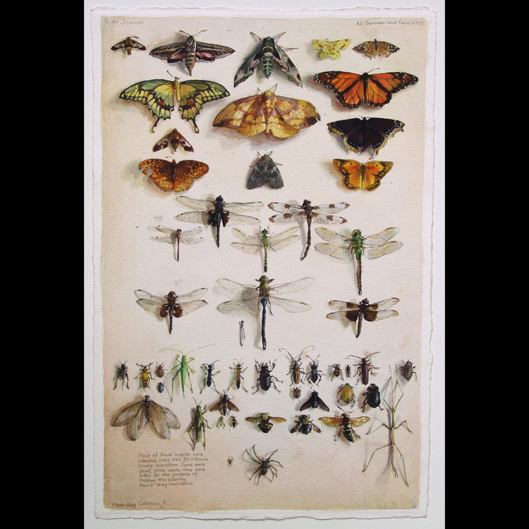 Katie Musolff - Bug Collection 2.jpg