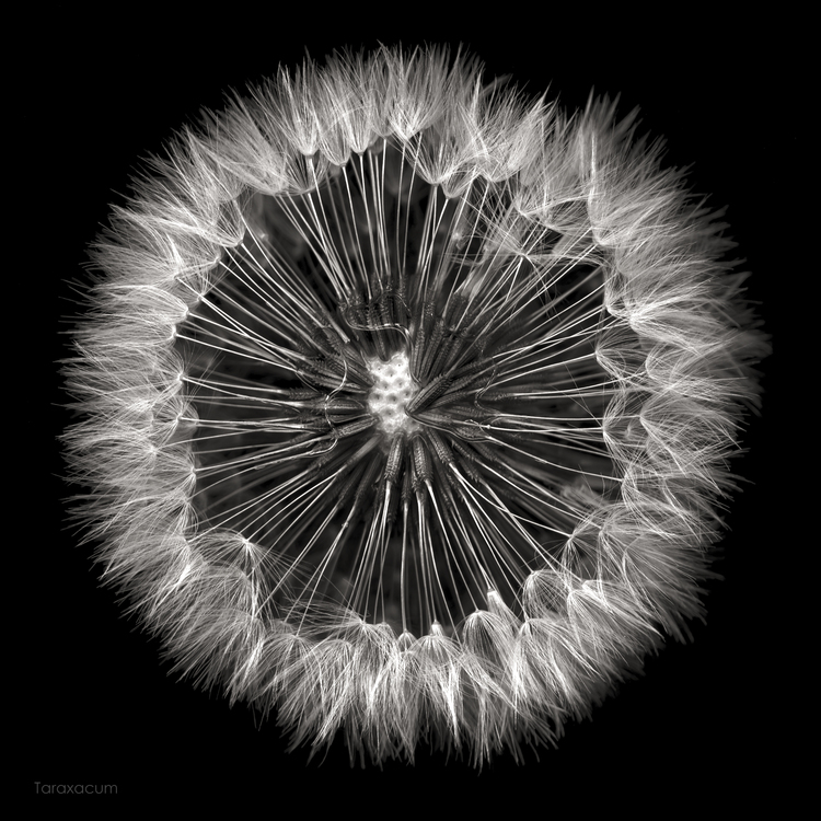 Tina Leto - Dandelion Plant with Seeds in Cold and Rain.jpg