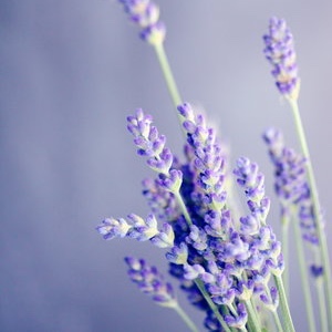 image-asset-4.jpg