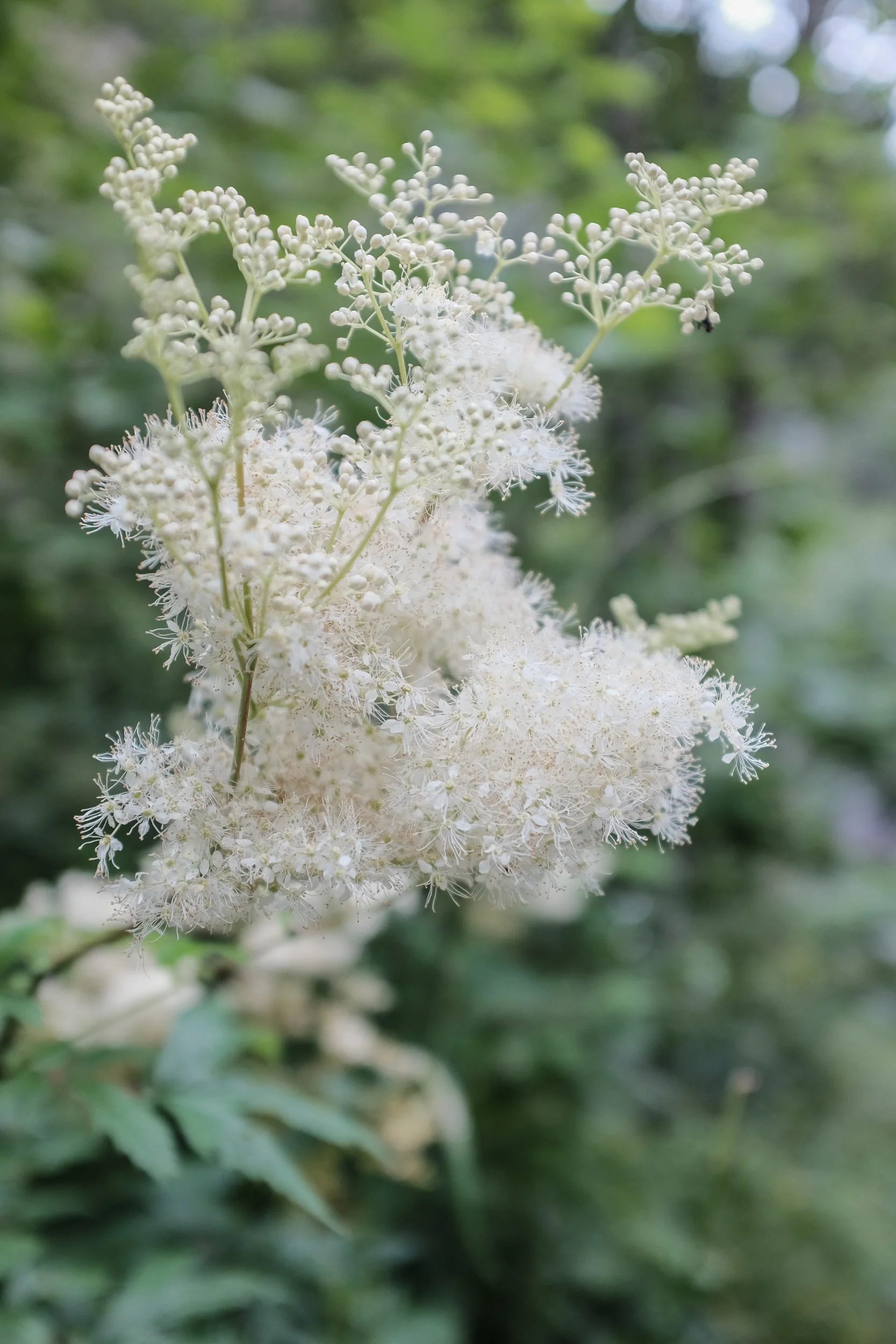 DSCF5845.jpg