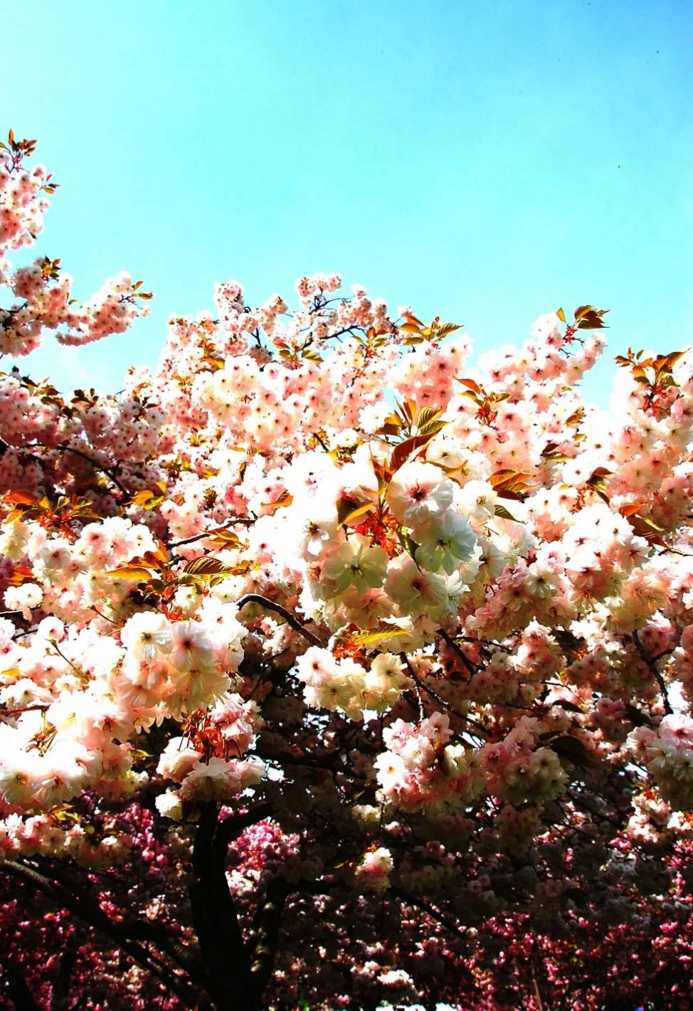 Spring / Brooklyn Botanical Garden