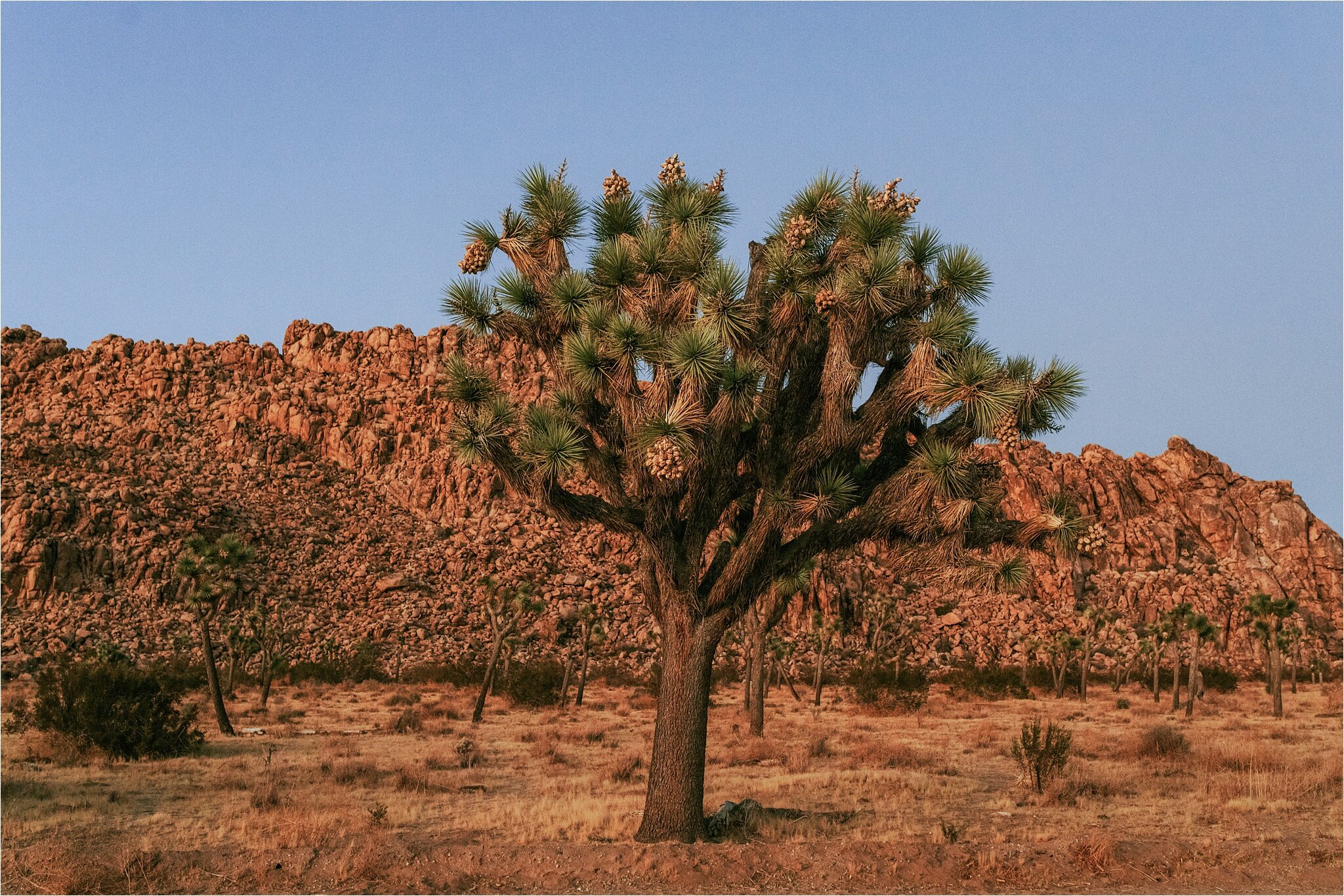 kandace_photography-joshua_tree_engagament_0052.jpg