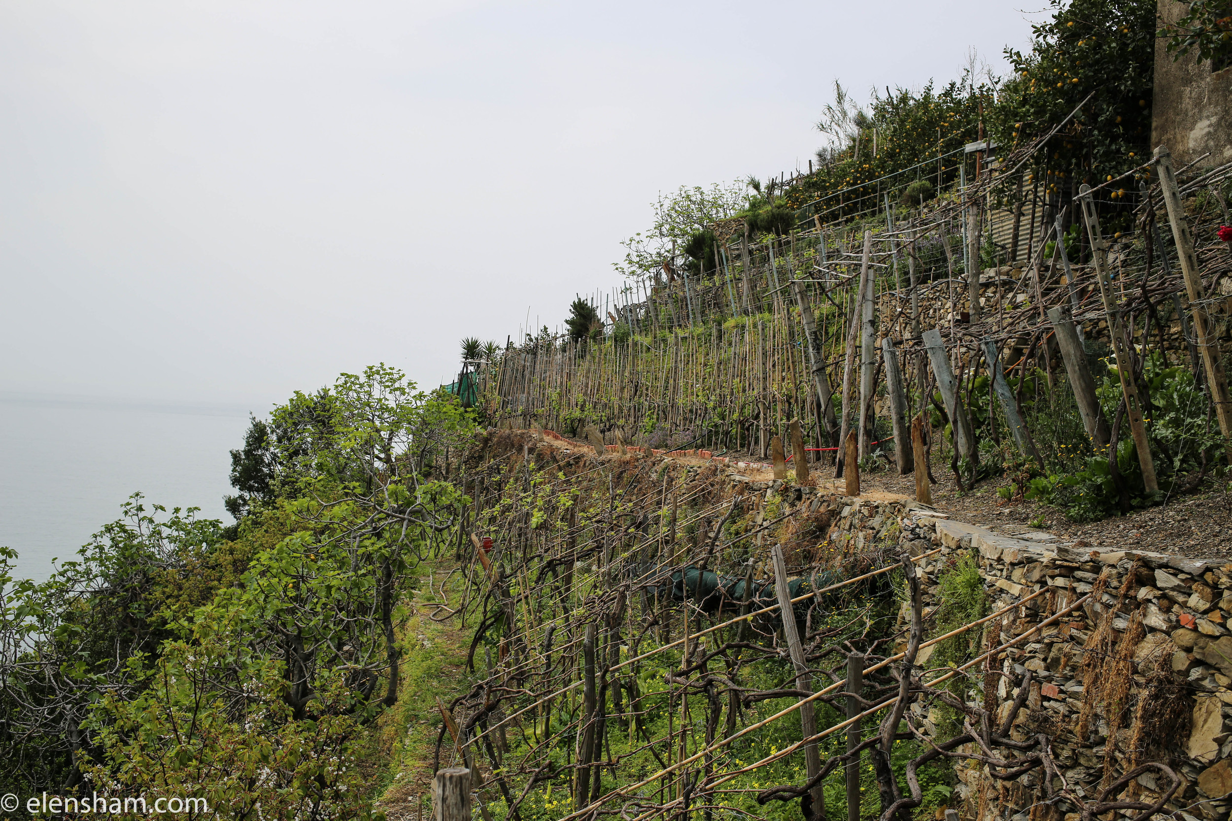 Vineyards on the way