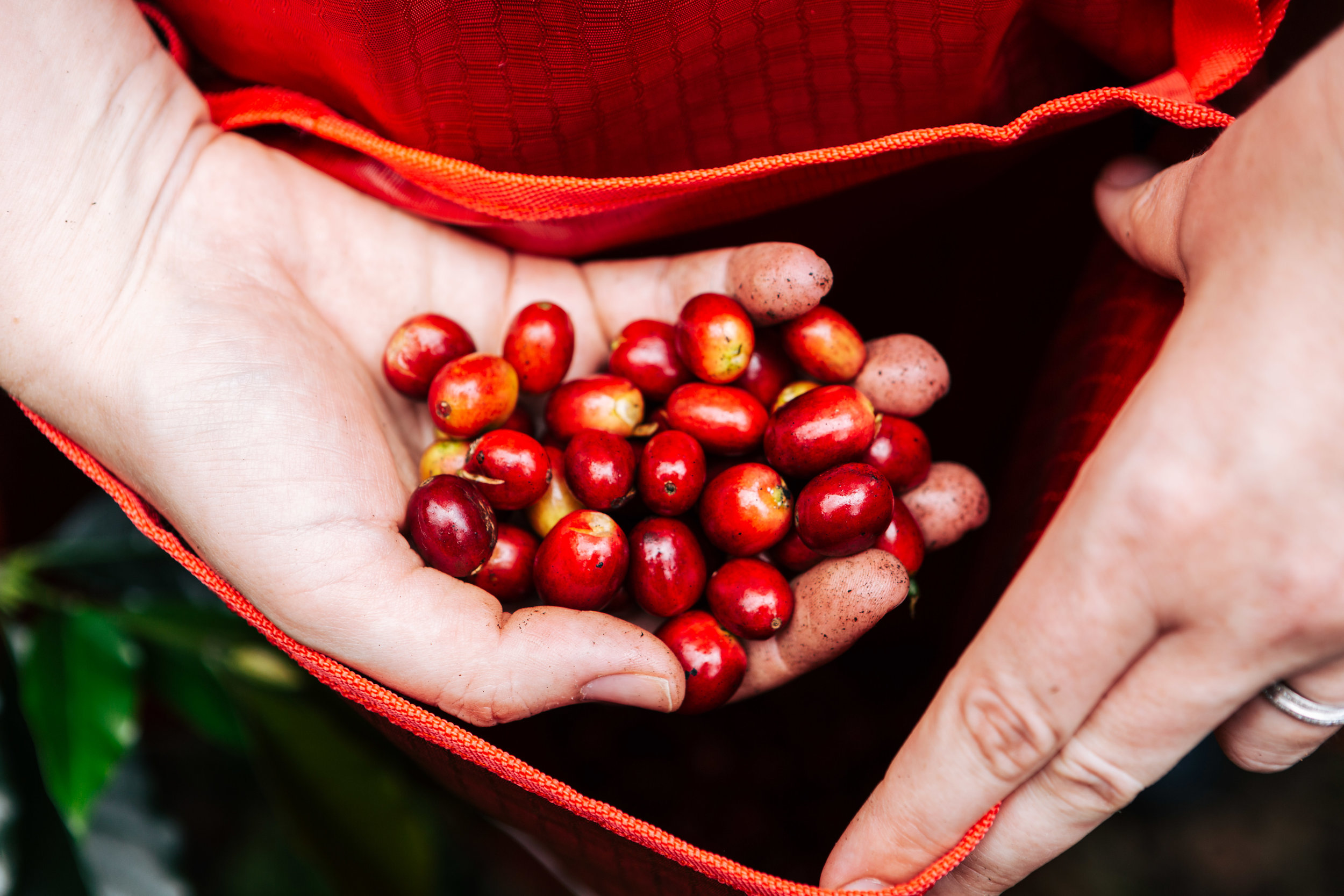 Coffee cherries West Java