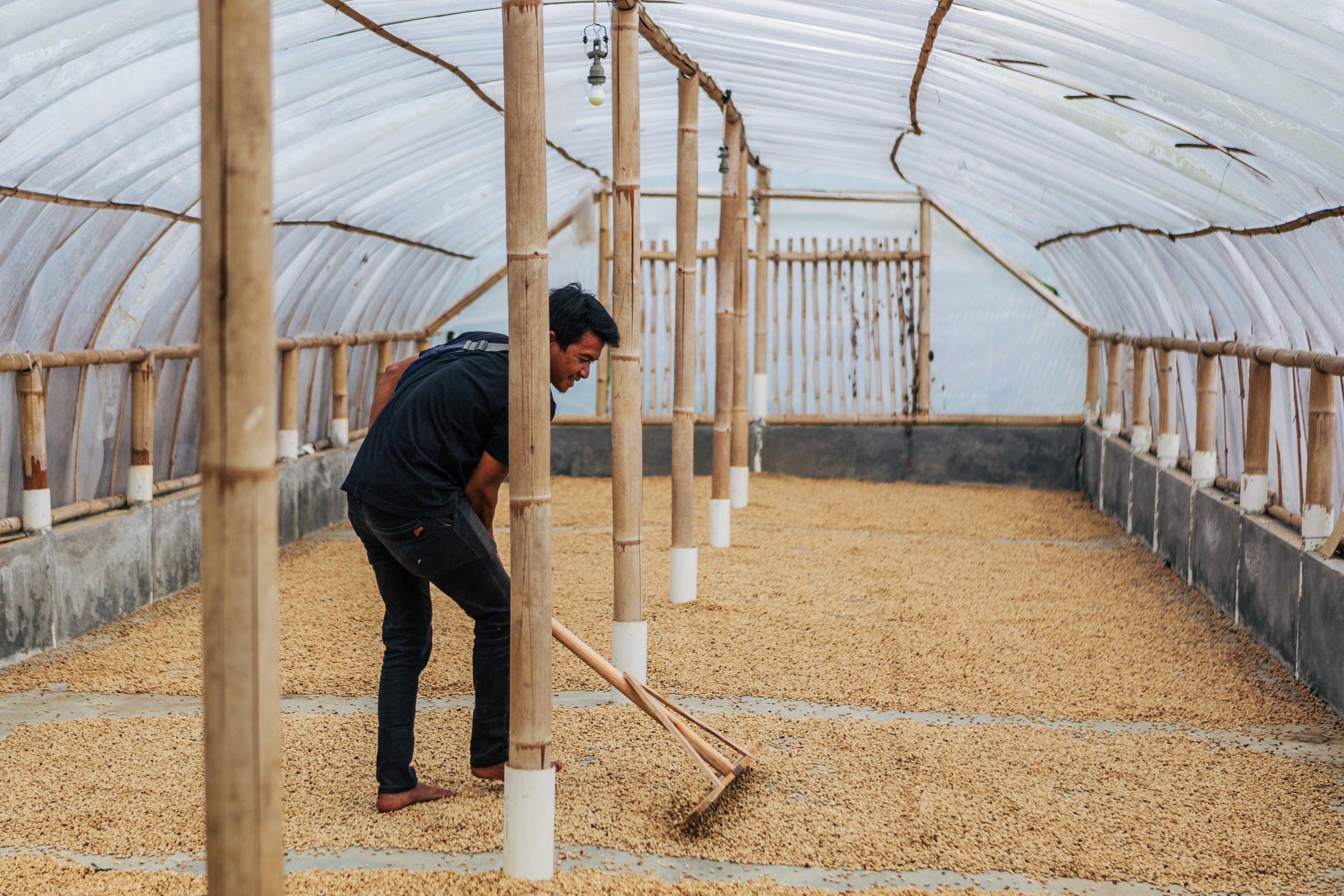 Coffee drying at wet mill in West Java