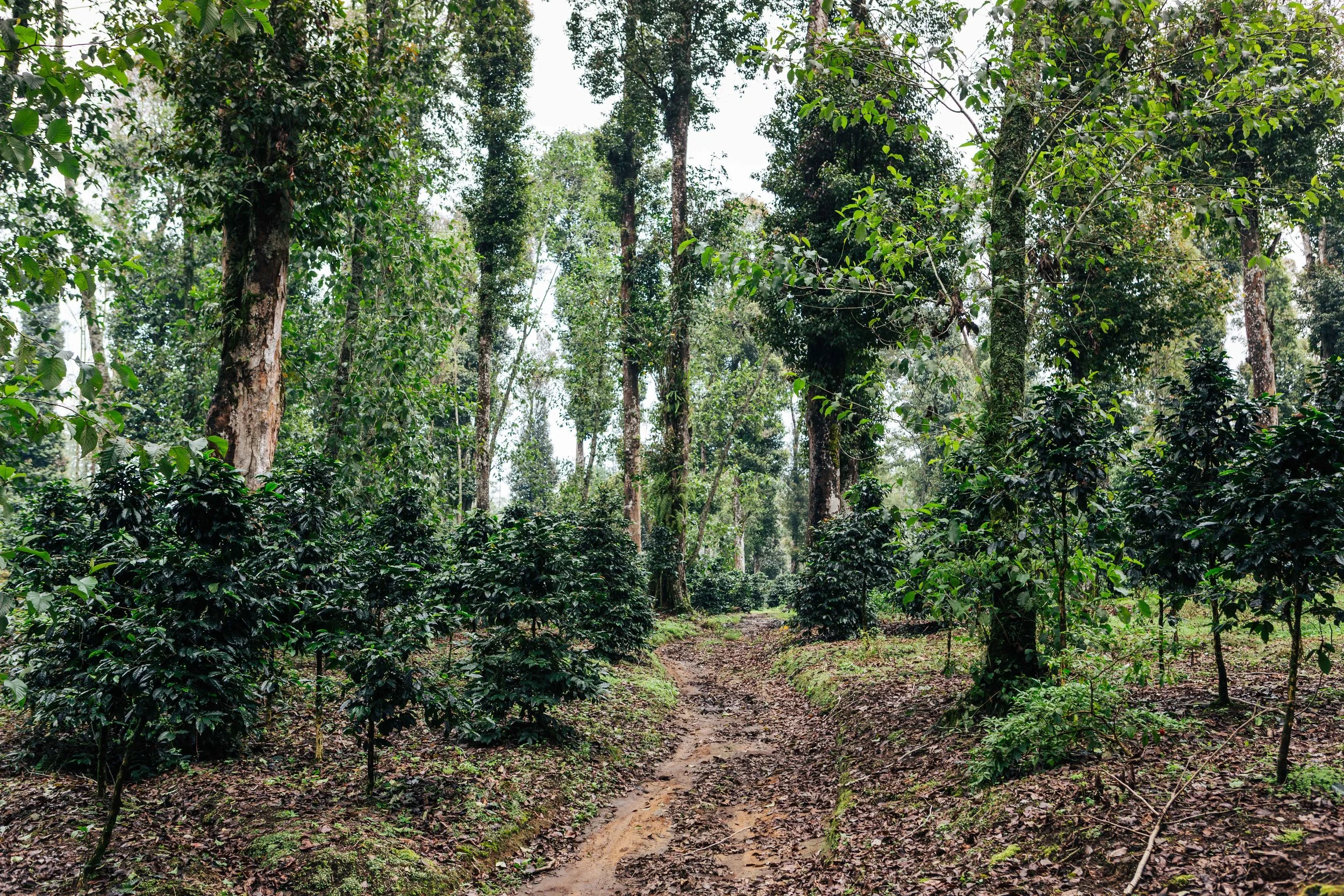 Exploring coffee culture of West Java, Indonesia — elena shamis