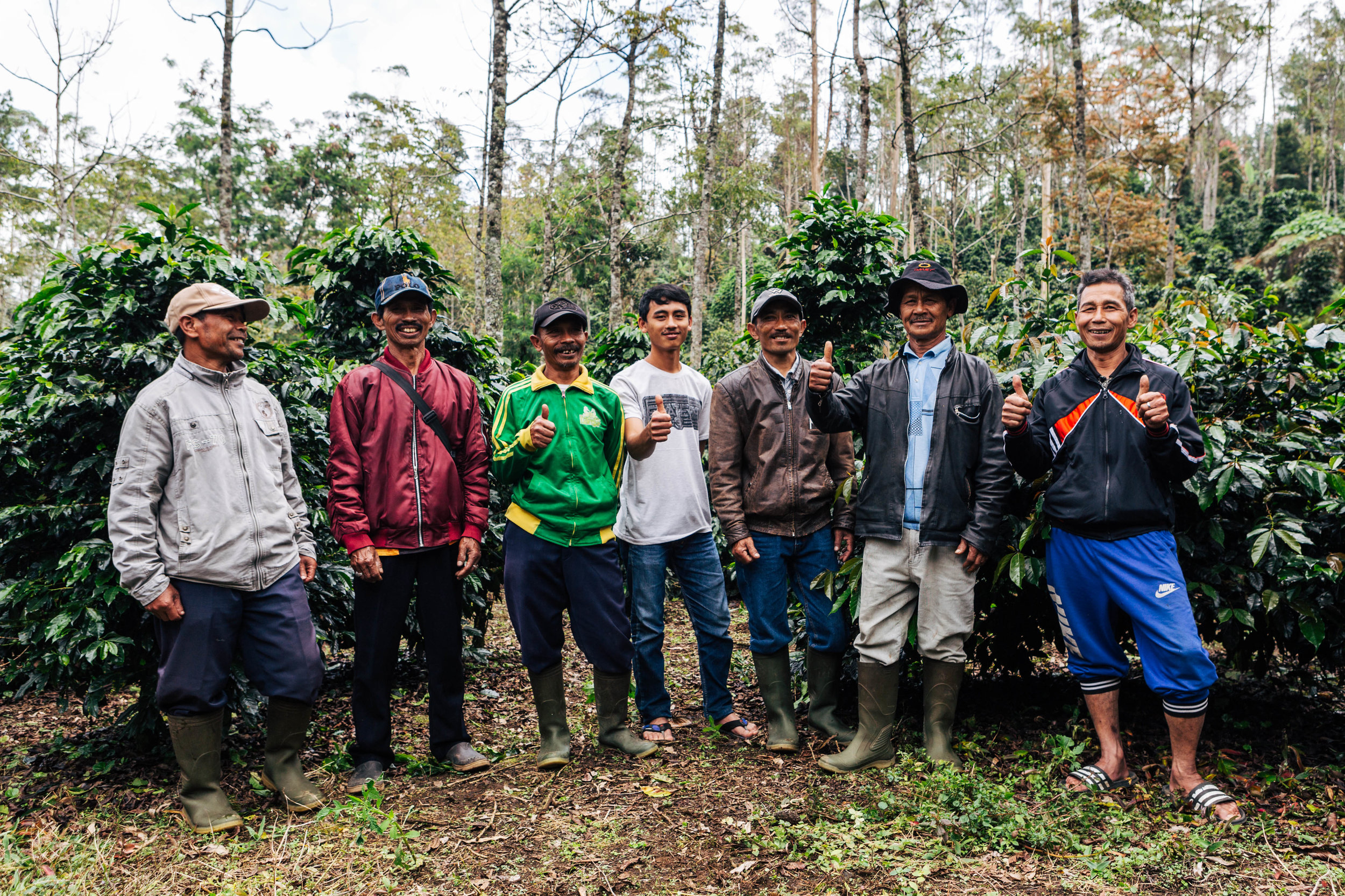 Coffee farm West Java