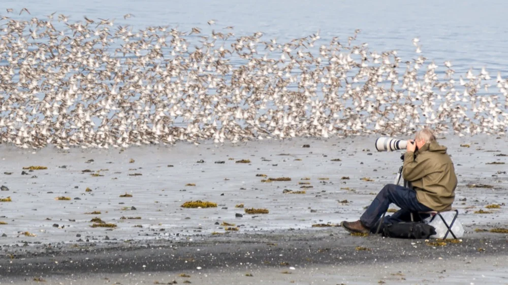 PhotographingShorebirdsDavidLittle-3646.jpg