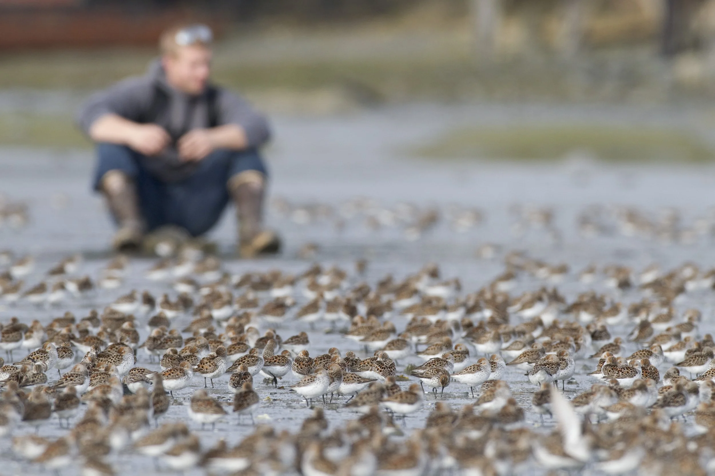 Great Cordova Birding Challenge