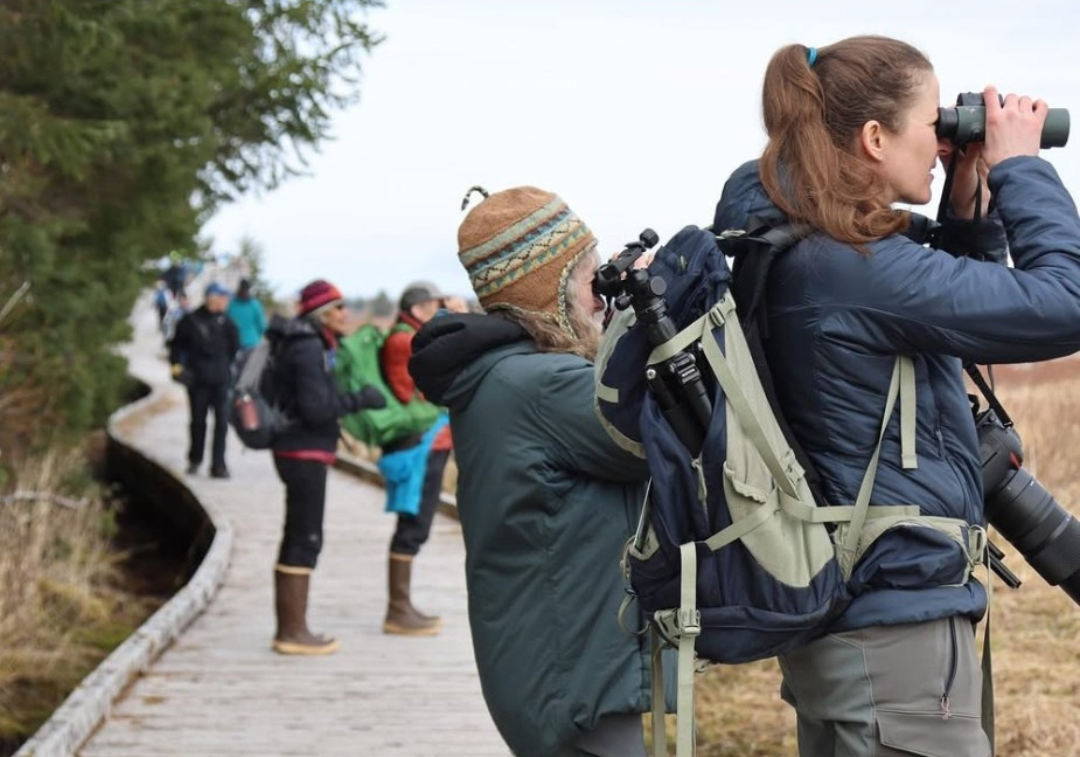 Birding in Town