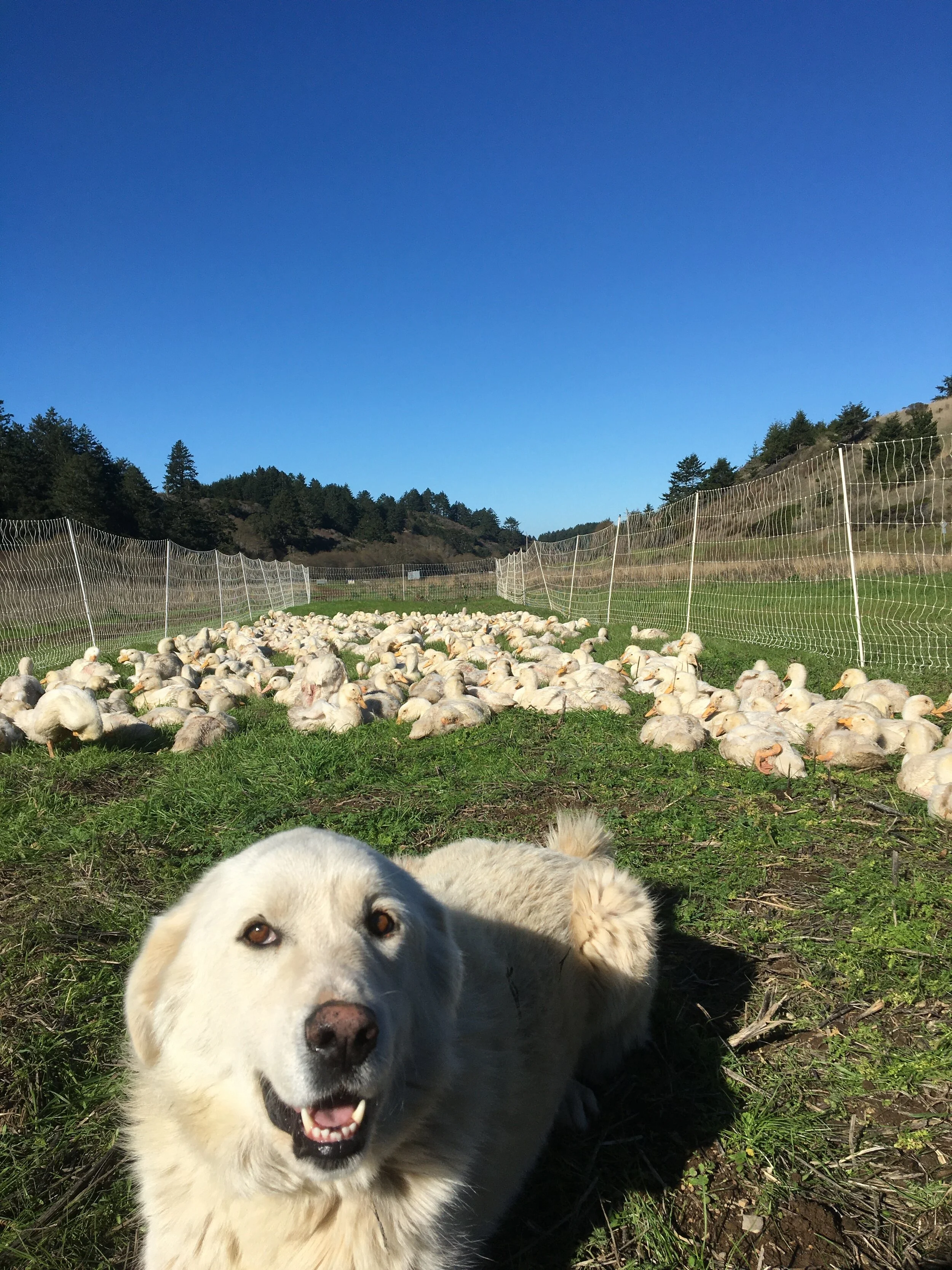 Open Farm Days: November 21 &amp; 22, 10-3pm