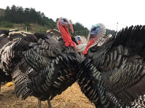 Reserve a Thanksgiving Turkey 2026 | Root Down Farm — Root Down Farm