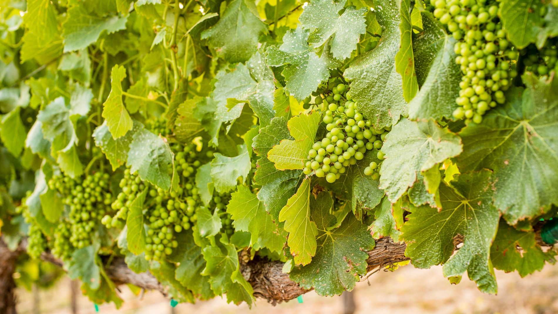 Sauvignon blanc grapes ripe and a beautiful green.