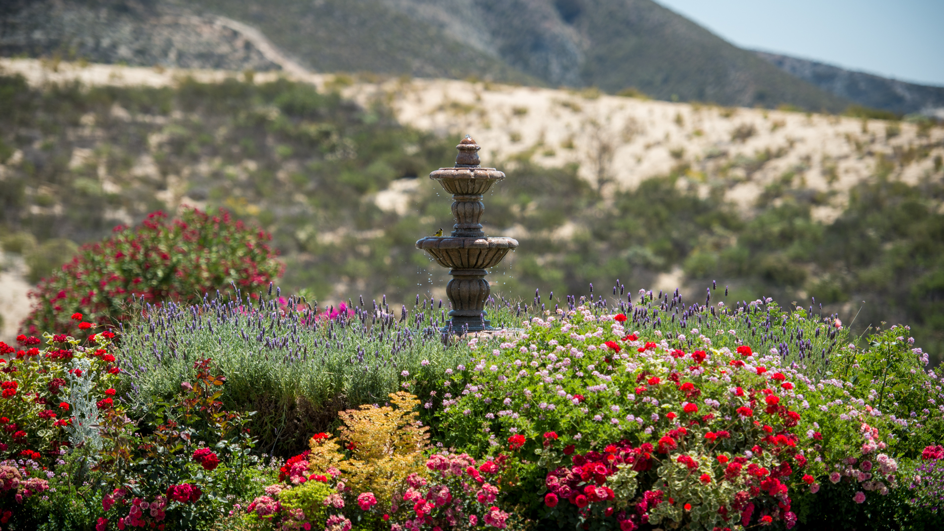 Flowers surround a beautiful fountain in the center of the driveway where a valet can be hired for your event.