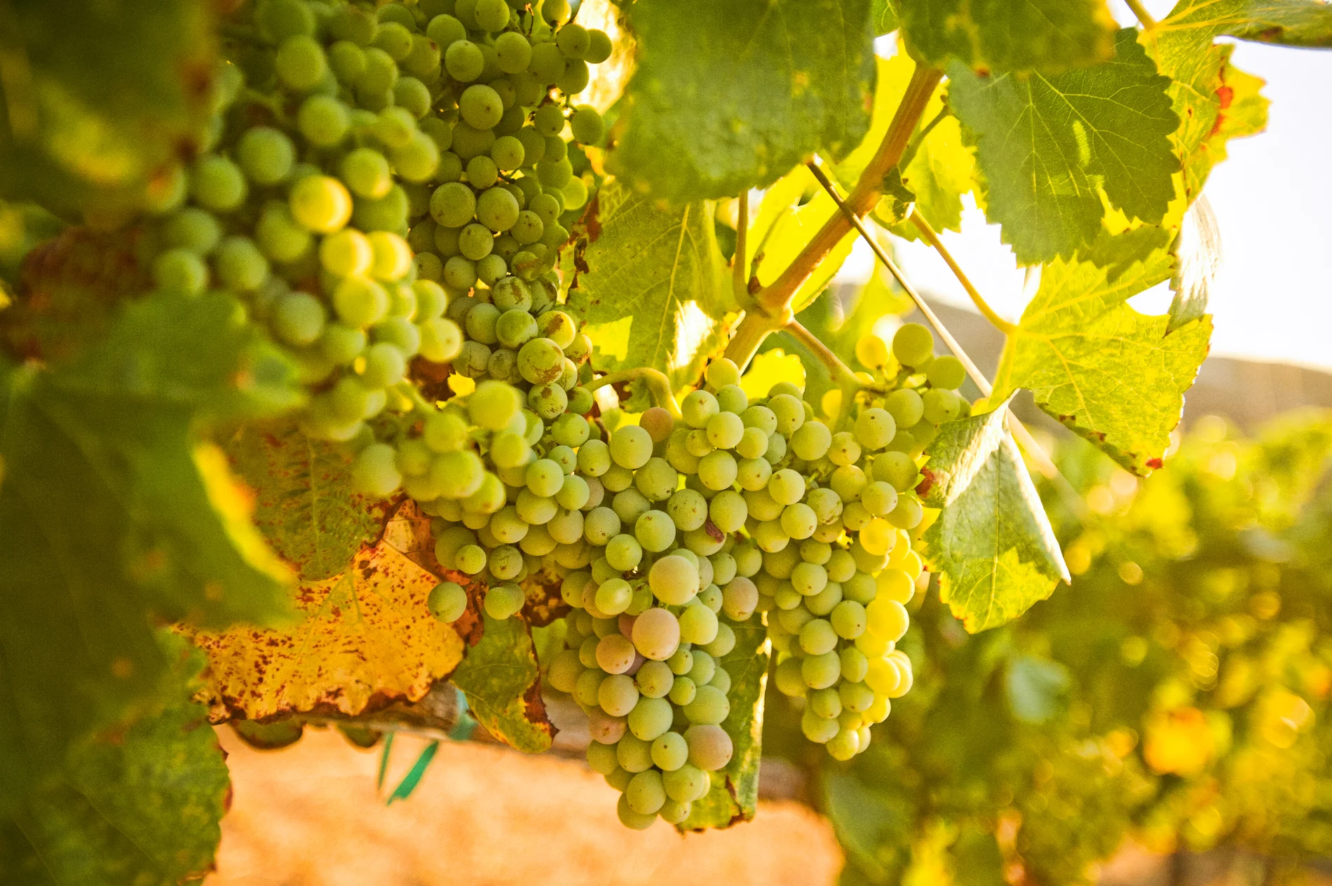 White wine grapes glistening in the sun, right on the vine.
