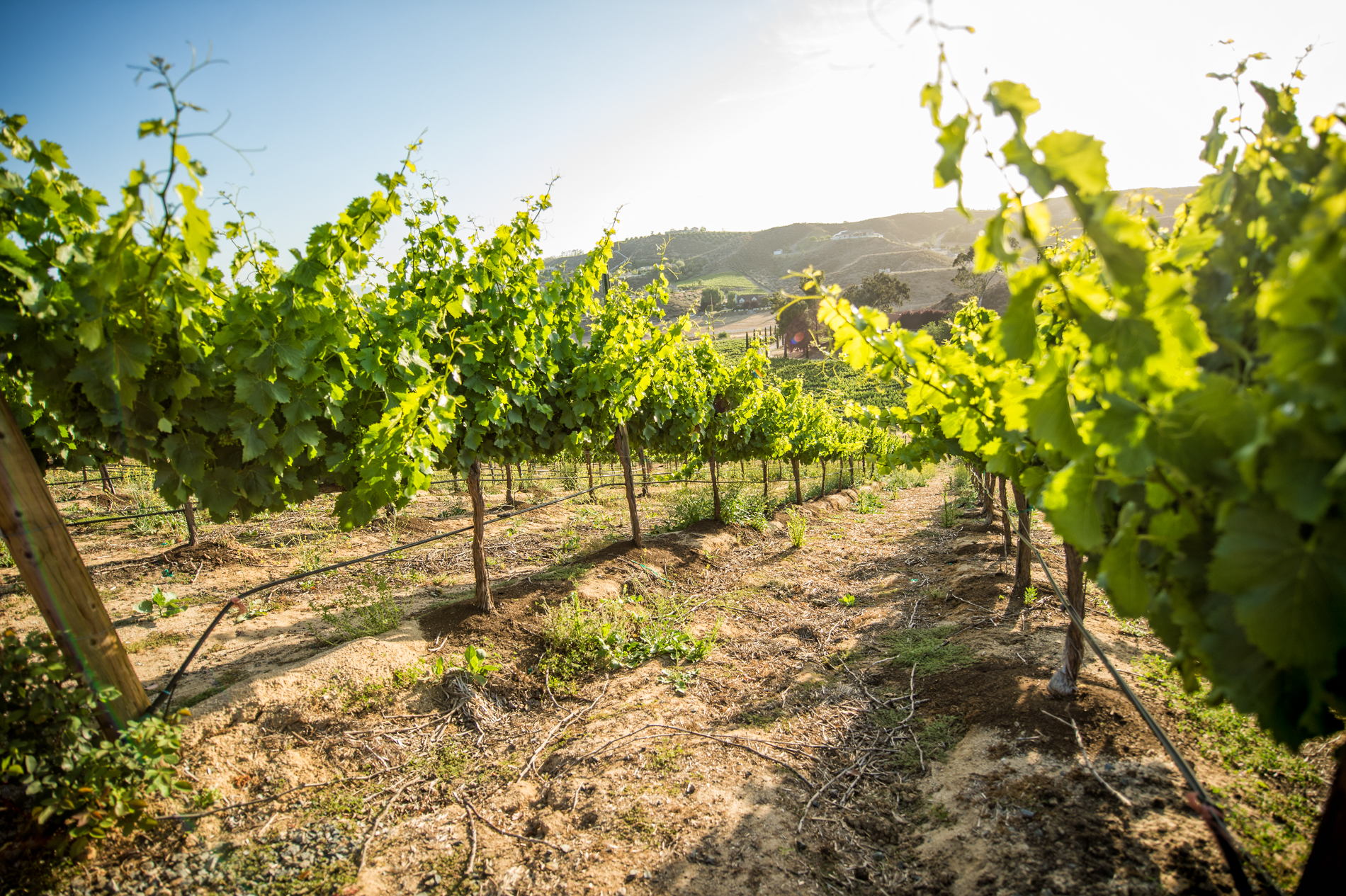 A view down the vines.