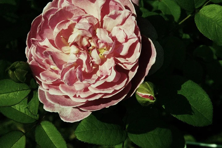 DSC_0046.jpg