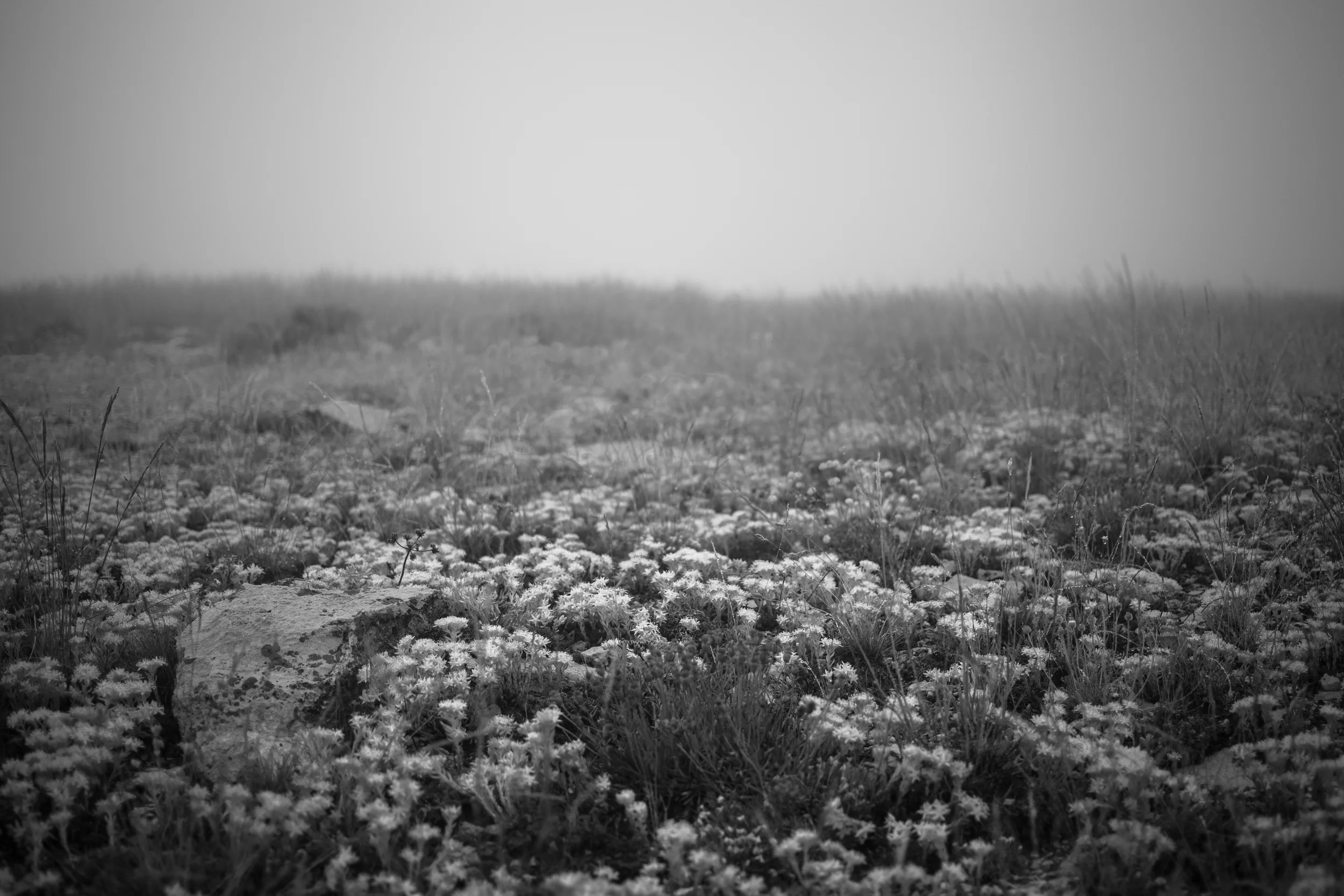 summer_2015-11.jpg