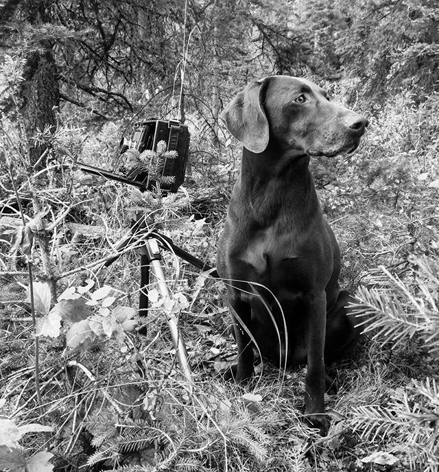 Brown dog and camera doing their things.