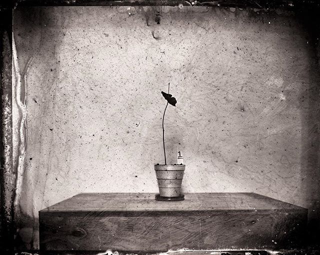”Plant #1, day 18” will be hung along with twenty three of its siblings next week at @cawein_gallery.