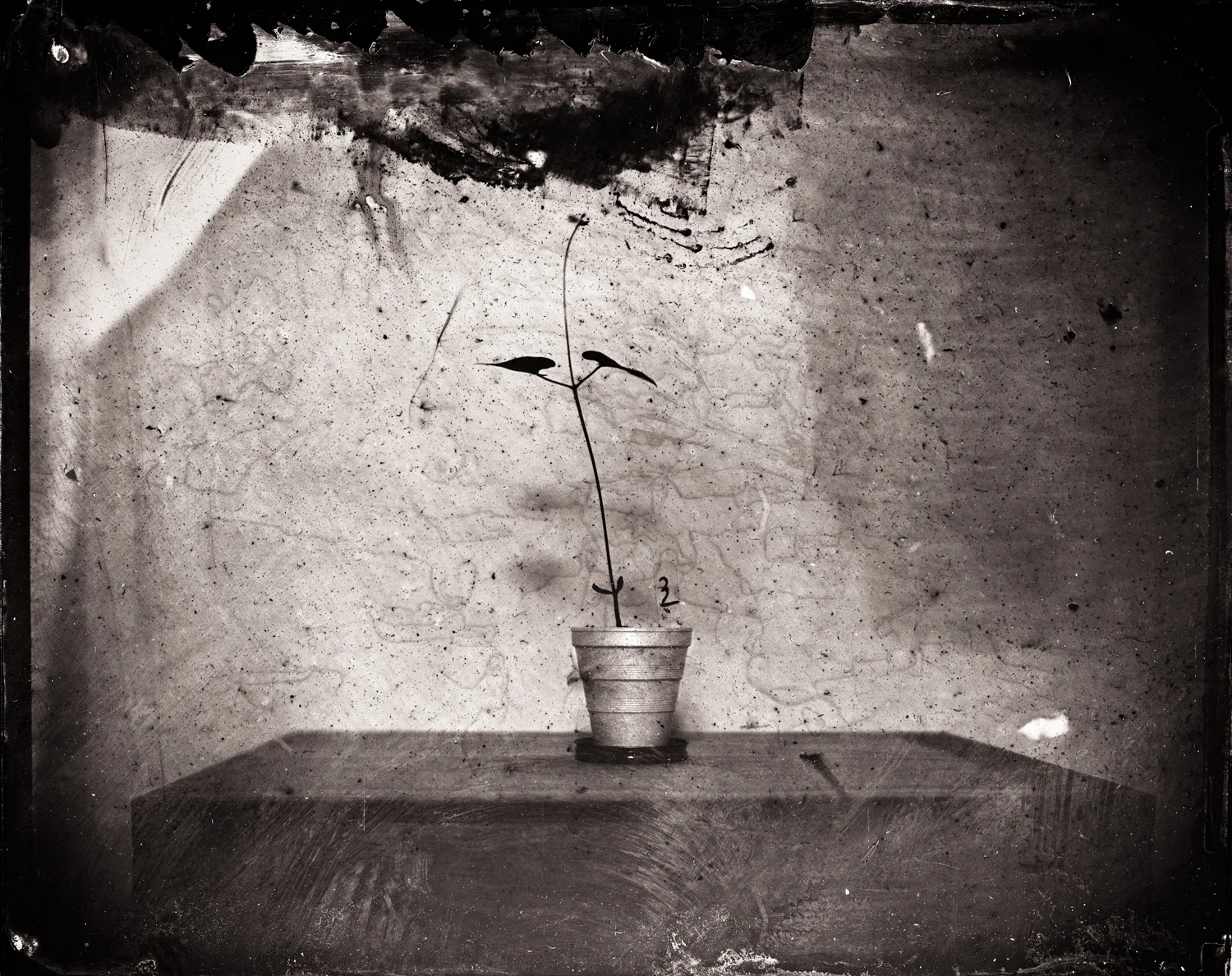 day_5_plant_3.jpg