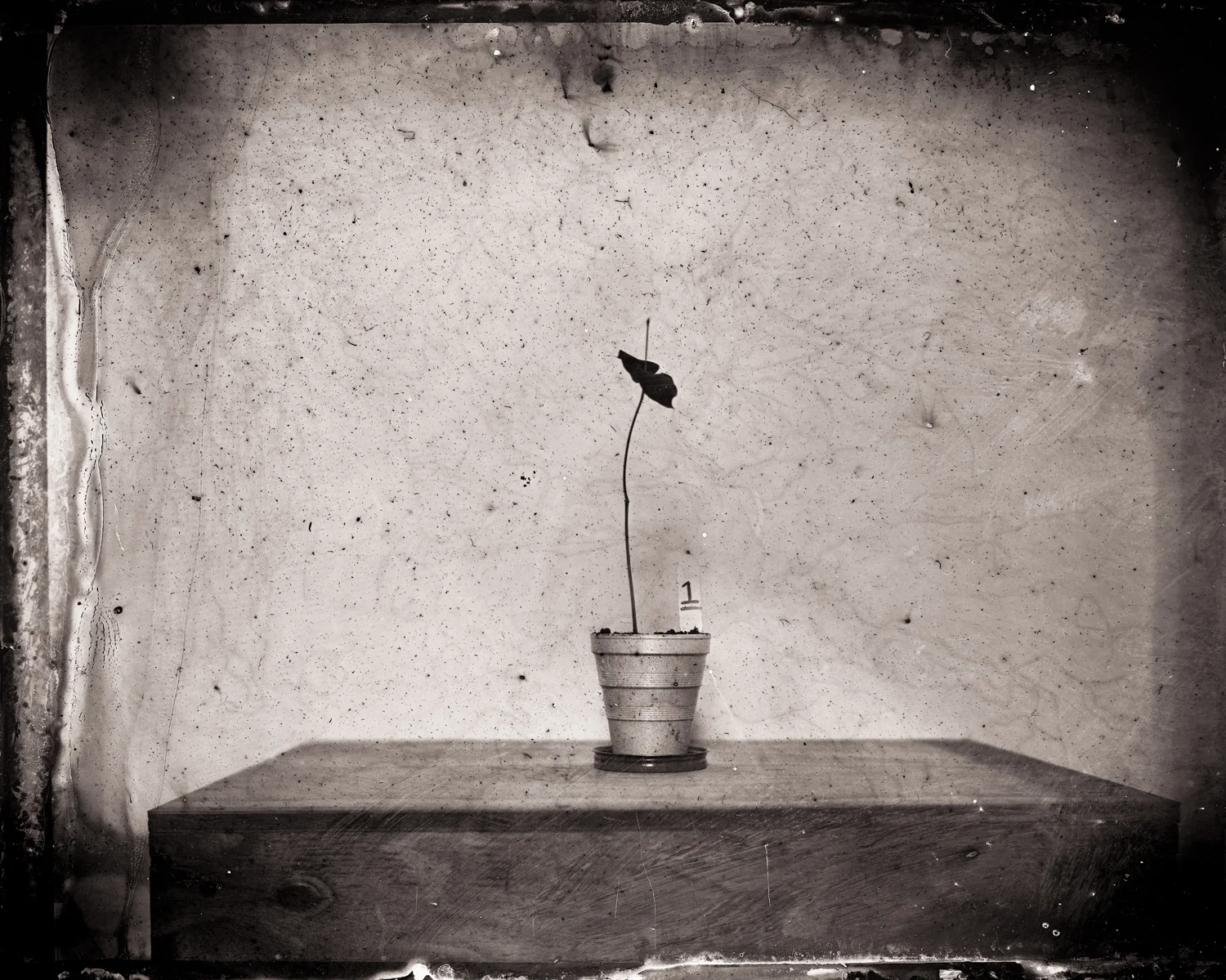 day_6_plant_1.jpg