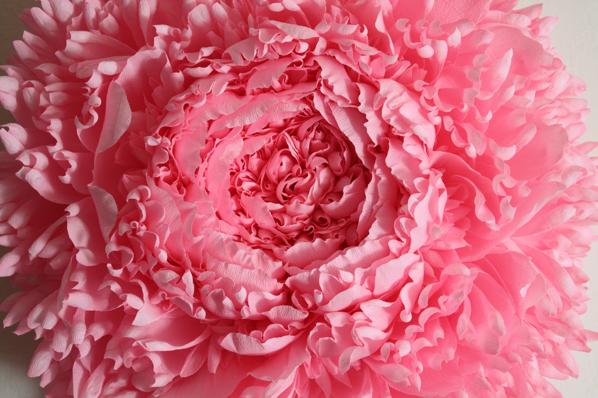 peony1closeup.jpg