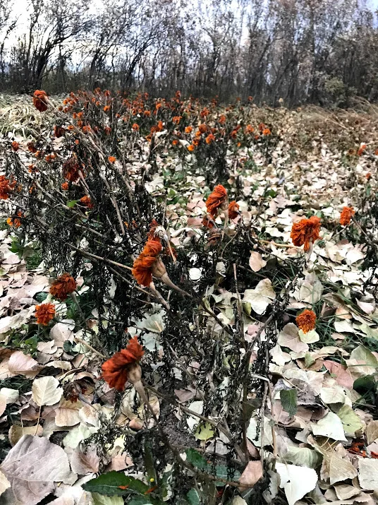 marigolds.jpg