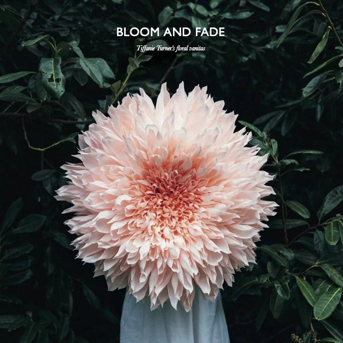 bloomandfade1.jpg