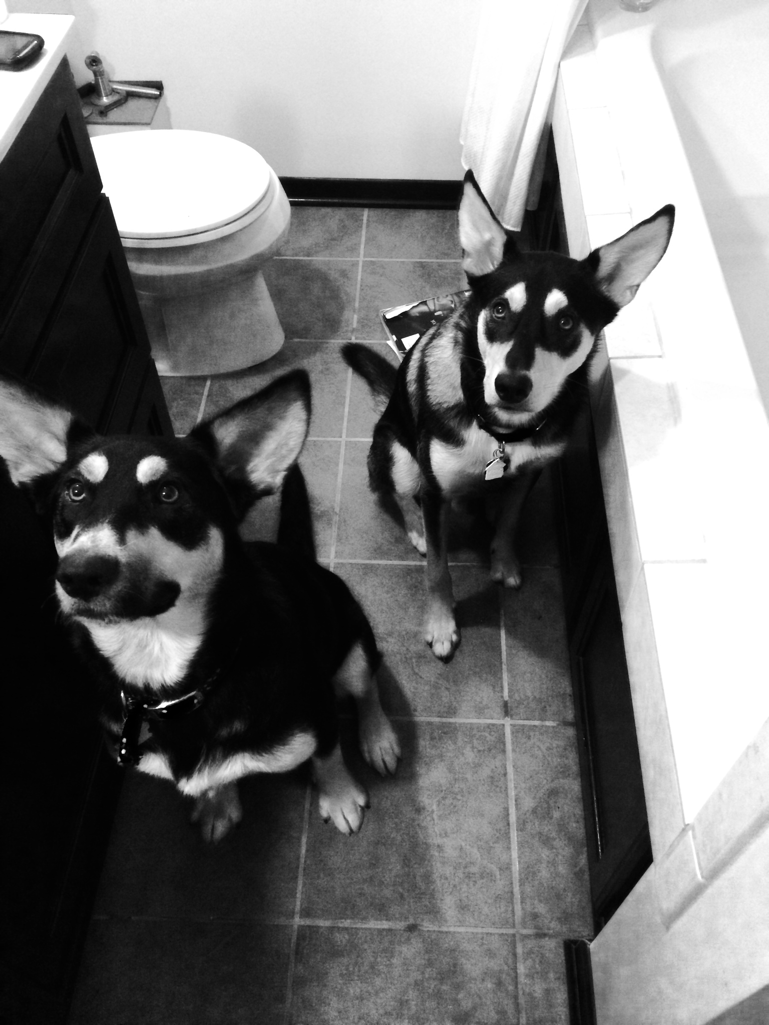 Bathroom Puppers.JPG