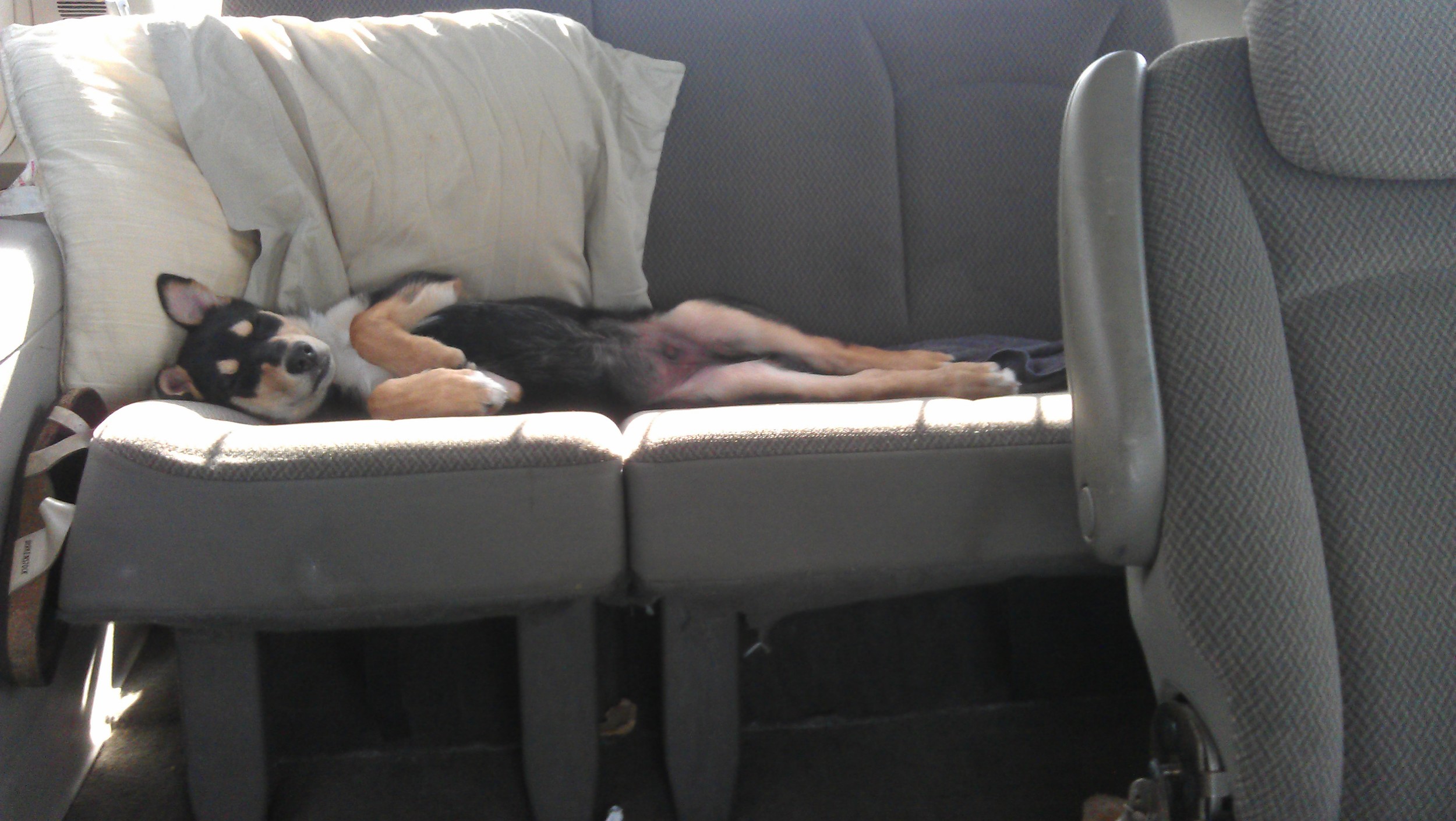 Nicko's 1st road trip ever. He's just under 3 months old here. Freakin' cute, man!