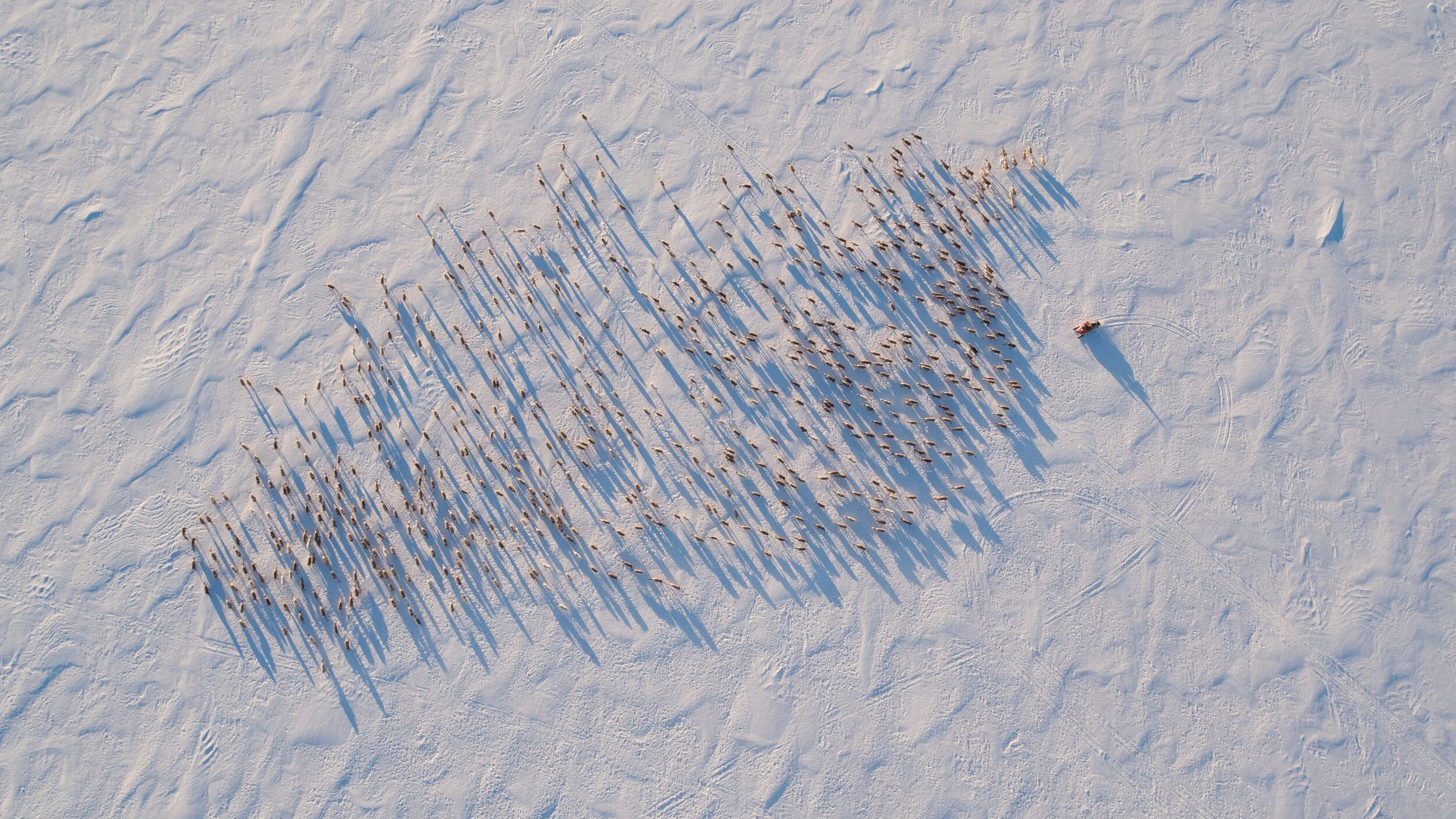 Sami Reindeer Herding, Kautokeino, Norway. National Geographic - One Strange Rock