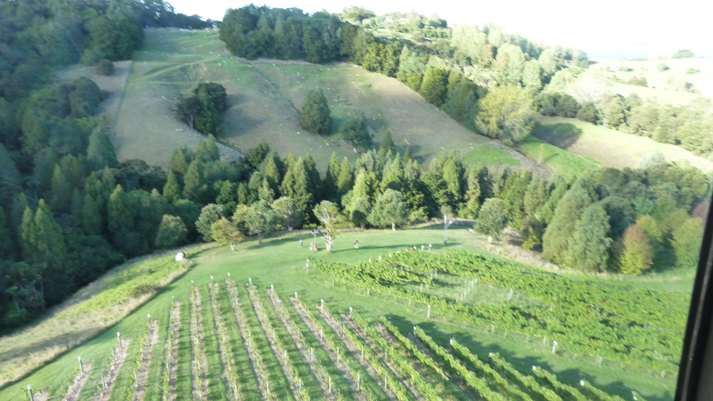 Matakana Brick Bay Vineayard