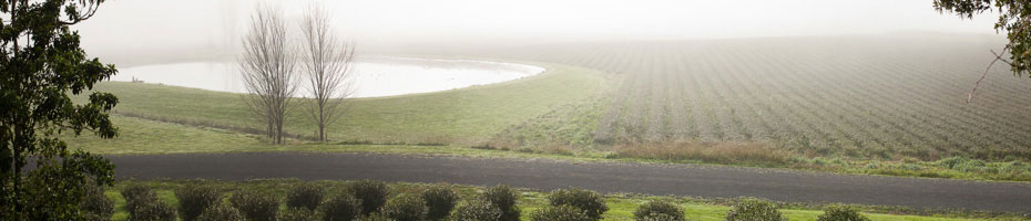 Zealong Tea Plantation