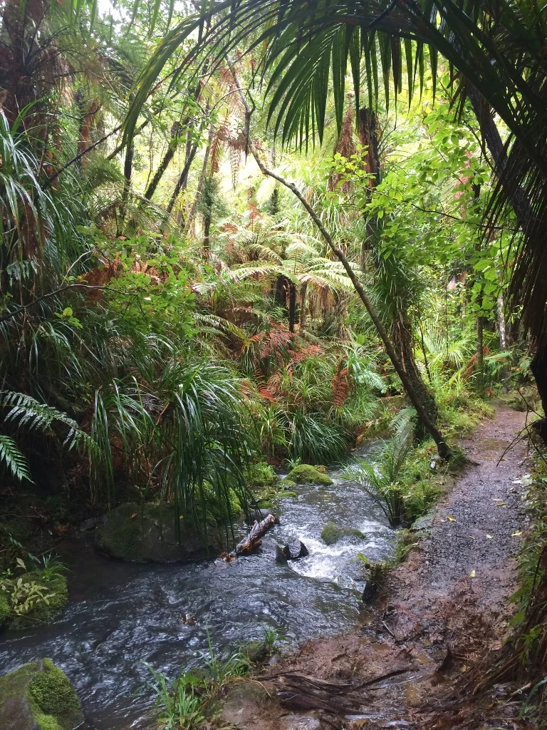 Fairy Falls Track2.jpg