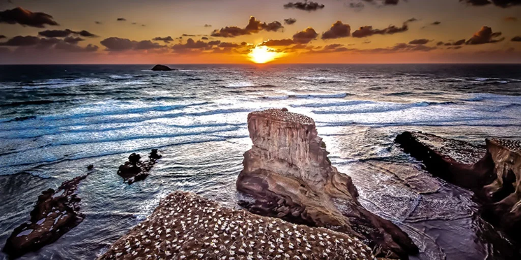 Muriwai Gannet bird colony