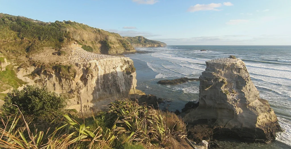 Muriwai Gannet bird colony