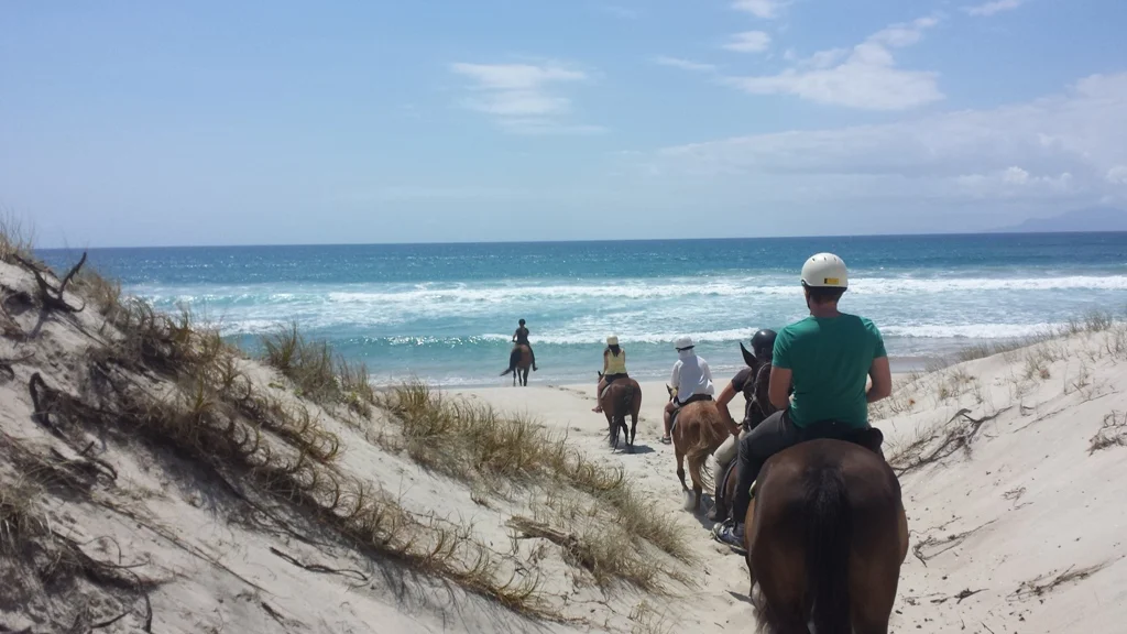 Pakiri Beach Horse Rides