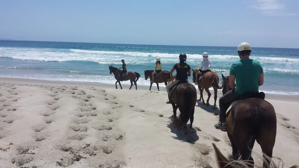 Pakiri Beach Horse Rides