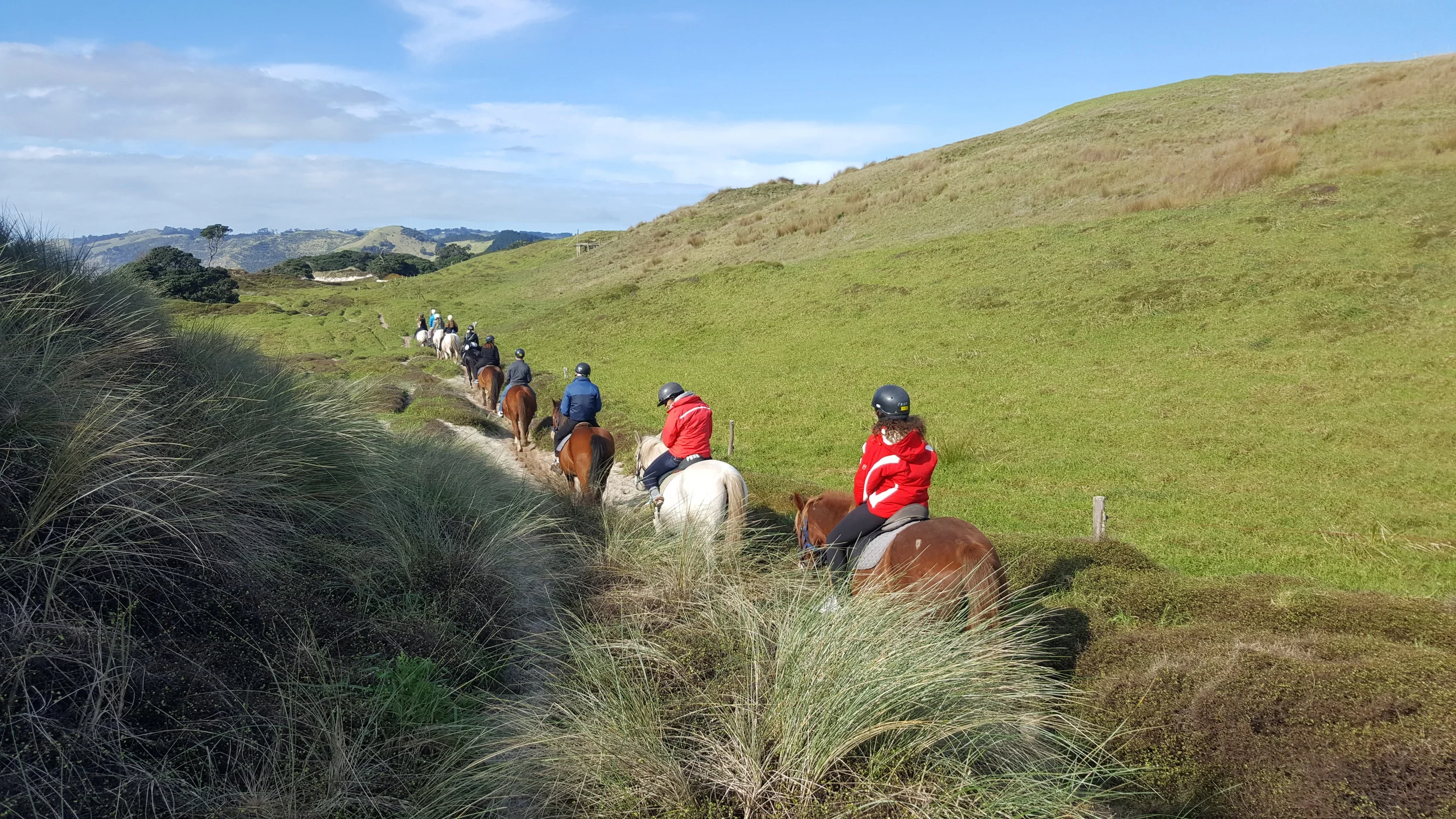 Pakiri Beach Horse Rides
