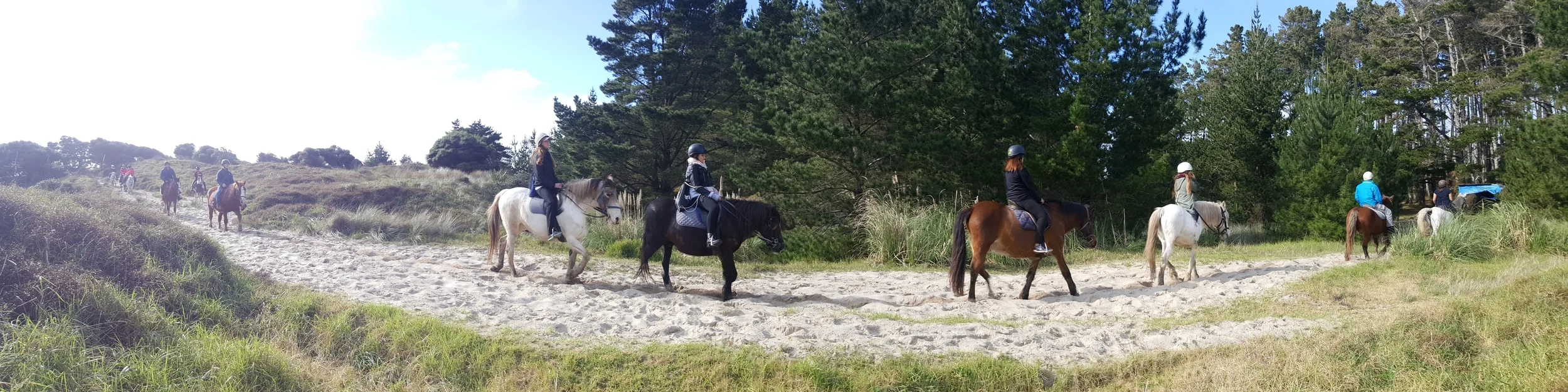 Pakiri Beach Horse Rides
