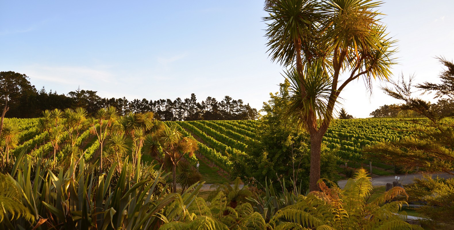Kumeu Kerr Coopers Creek Vineyard