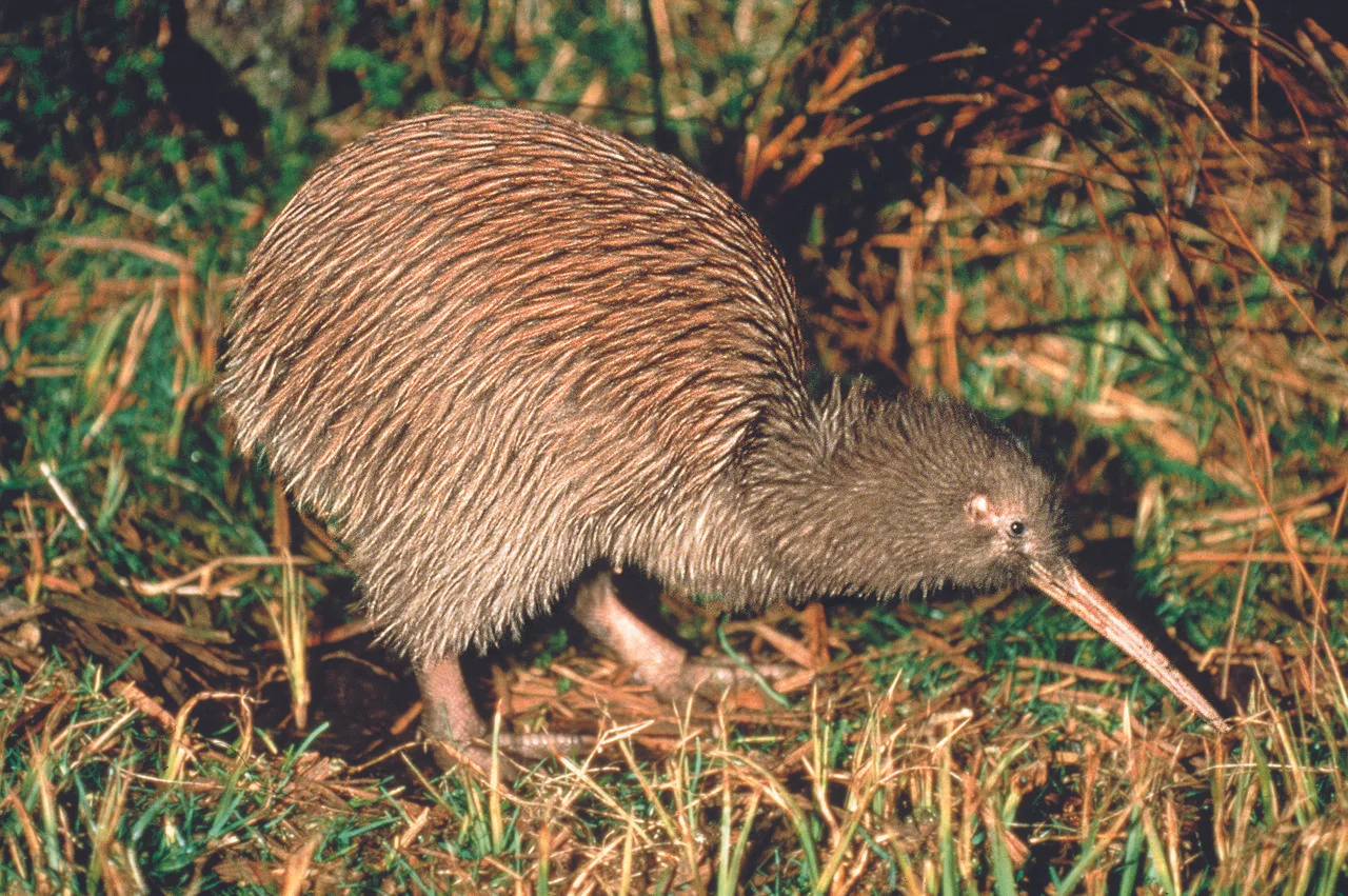 Kiwi Bird at Te Puia
