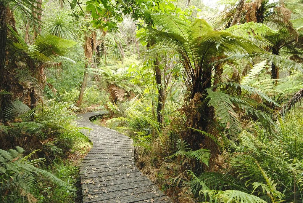 Kauaeranga Valley board walk.jpg