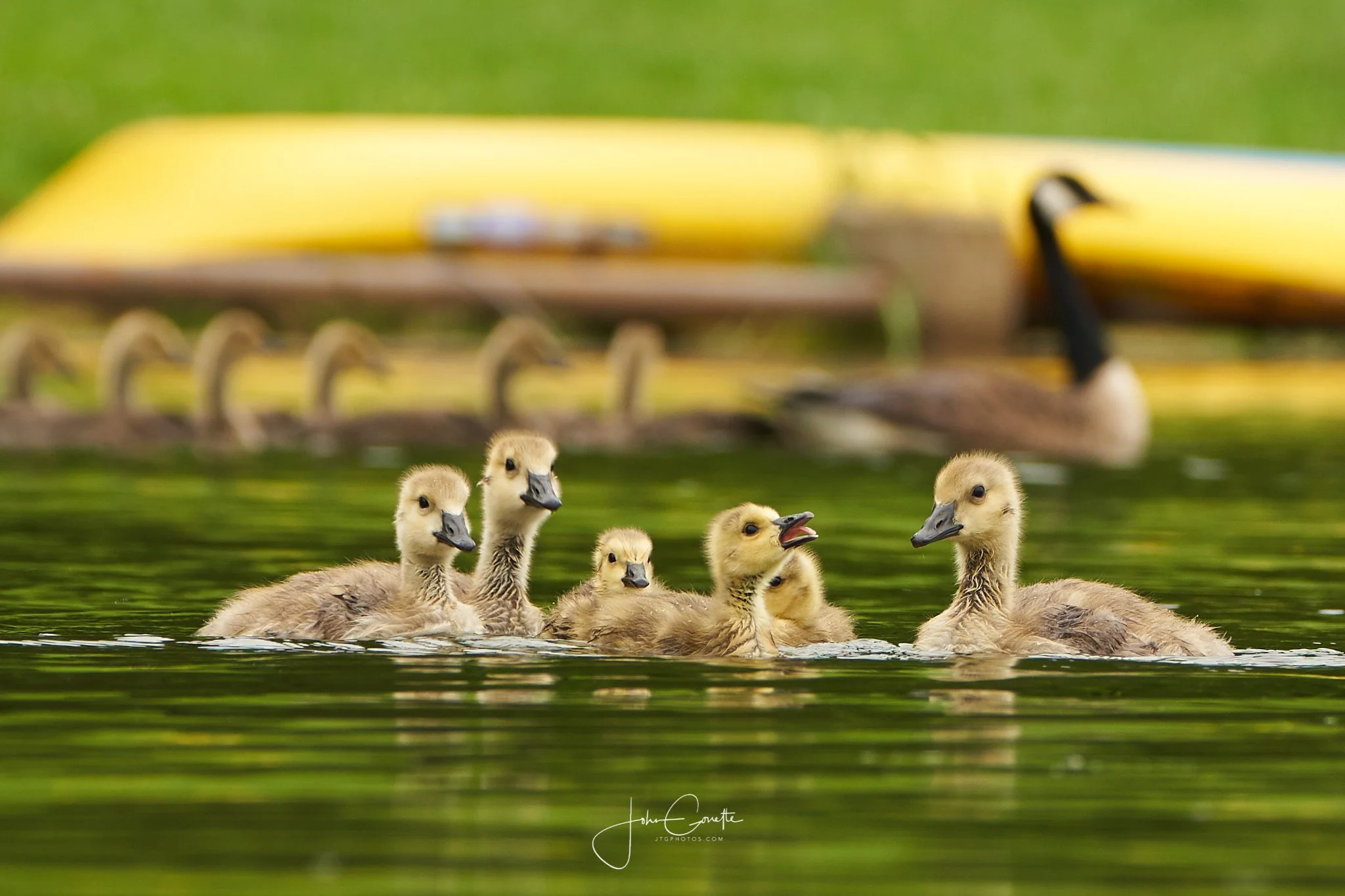 geese.jpg