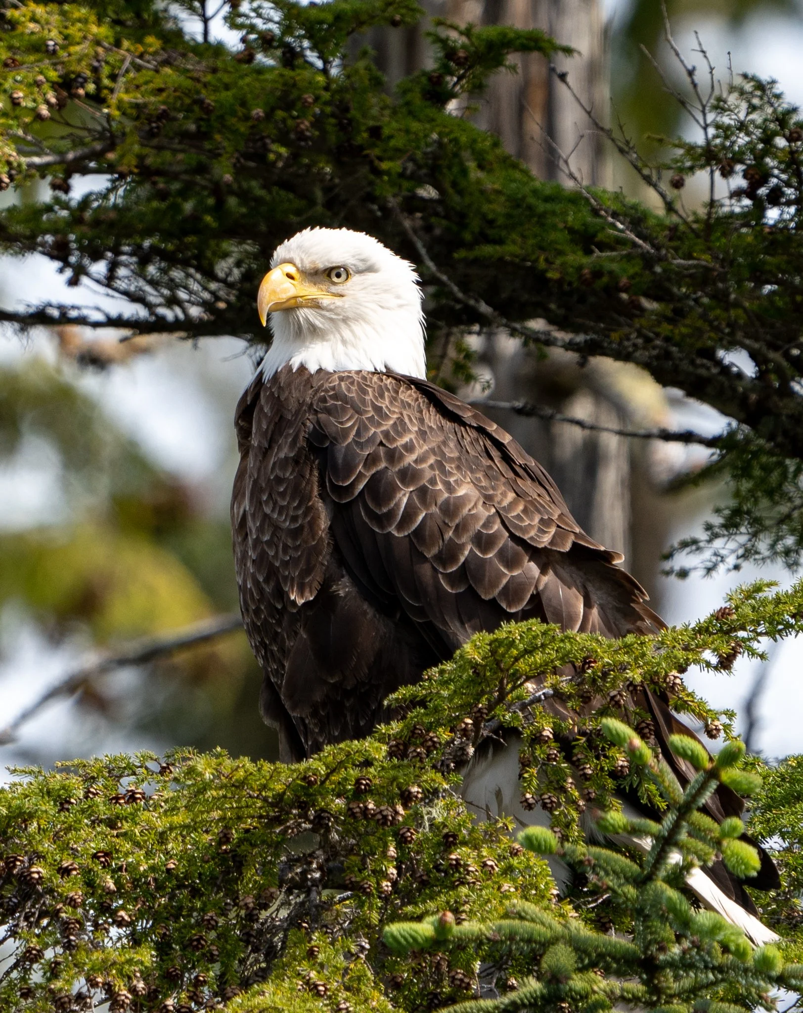 Eagle6June2023-2.jpg