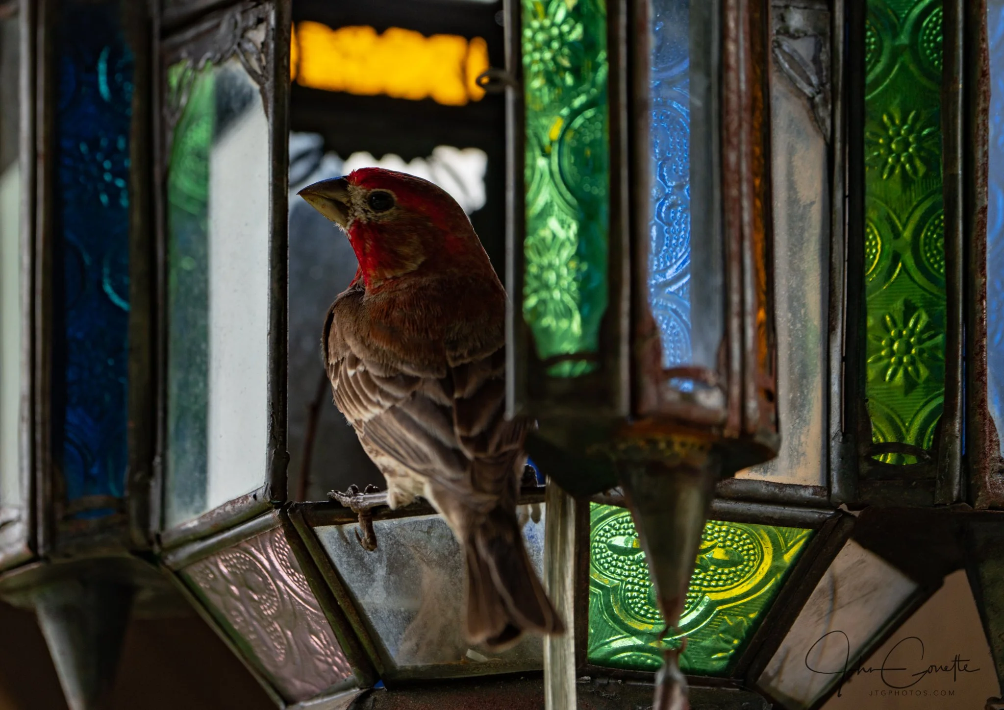 June3HeilnerBirds-3.jpg
