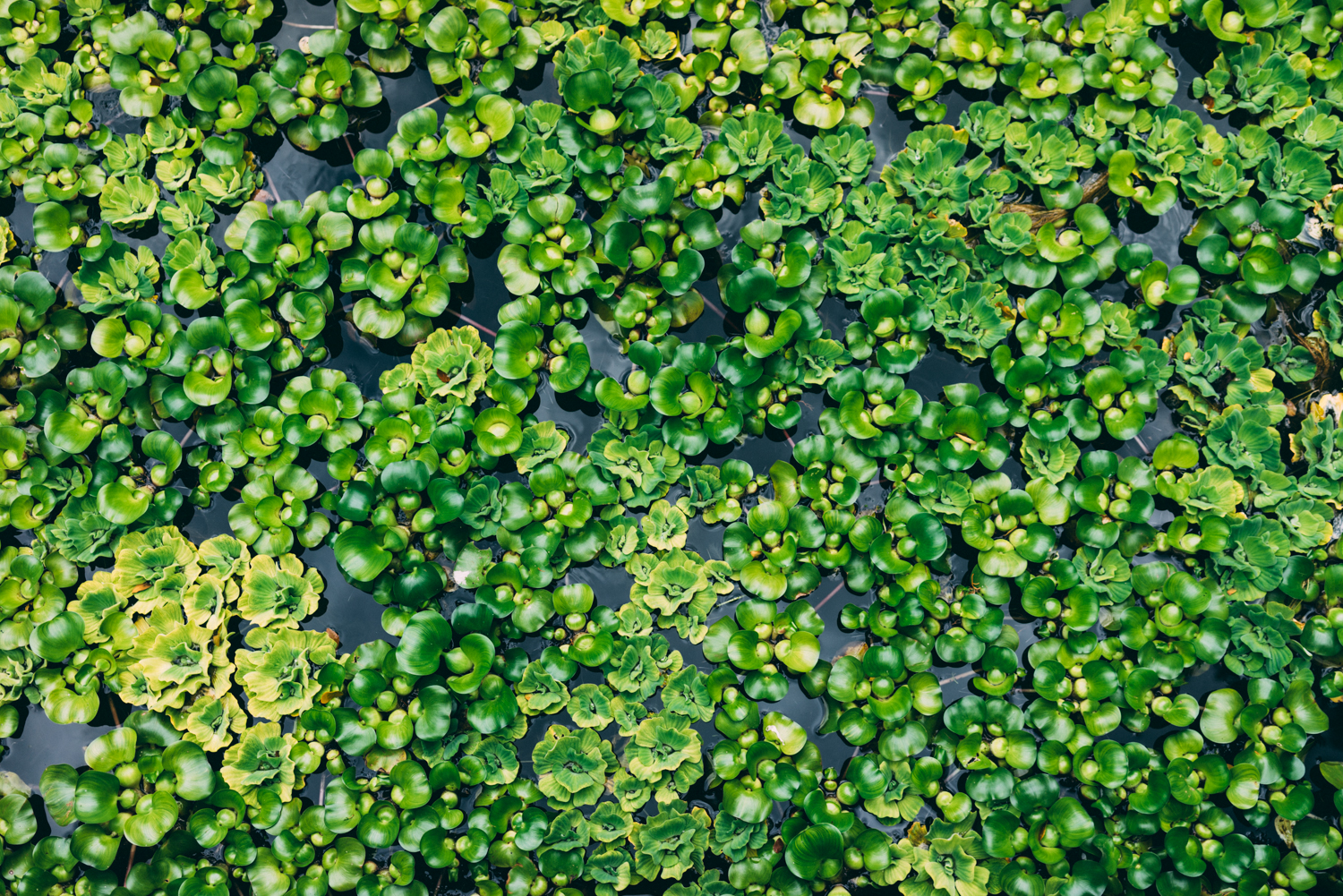 Green, everywhere.