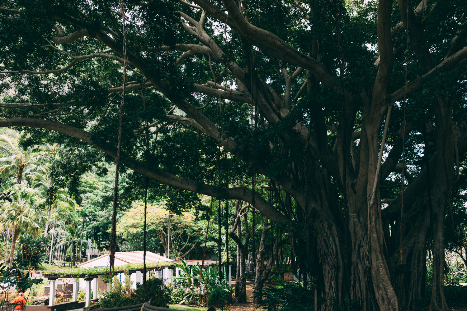 In the centre of the compound there was a massive Banyan tree.